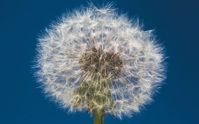 Ce que m’a appris mon mentor