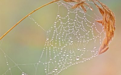 Quels leaders pour « l’après » ? 1/3 – La tentation de la pertinence